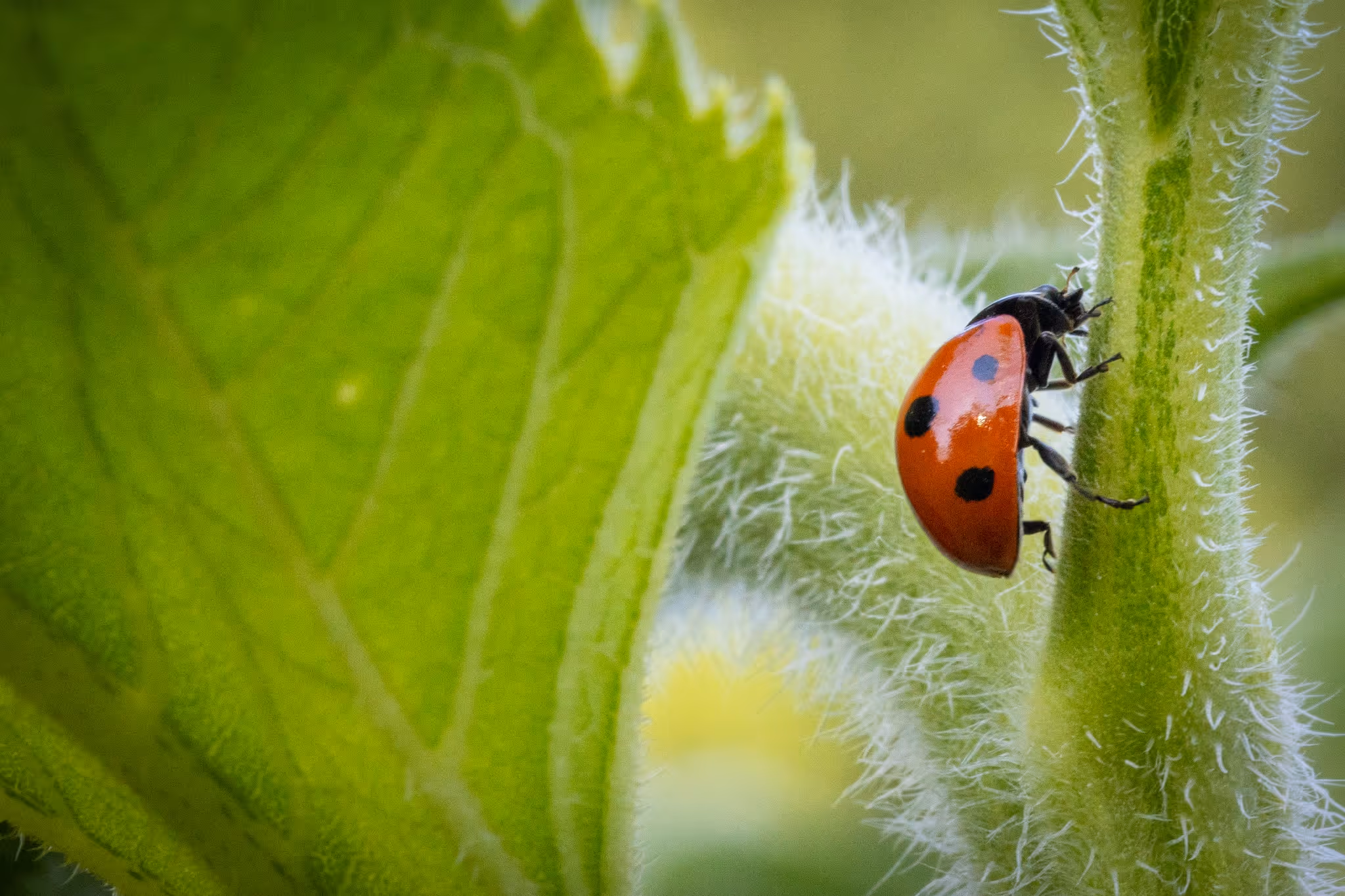 Marienkäfer mit roten Flügeln und schwarzen Punkten auf einem behaarten grünen Pflanzenstiel.