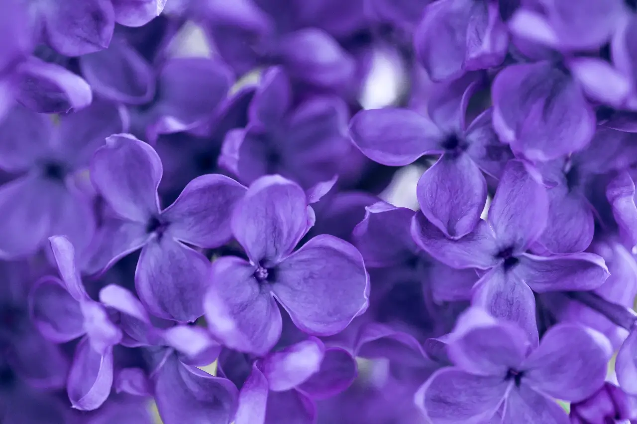 Bouquet of purple flowers
