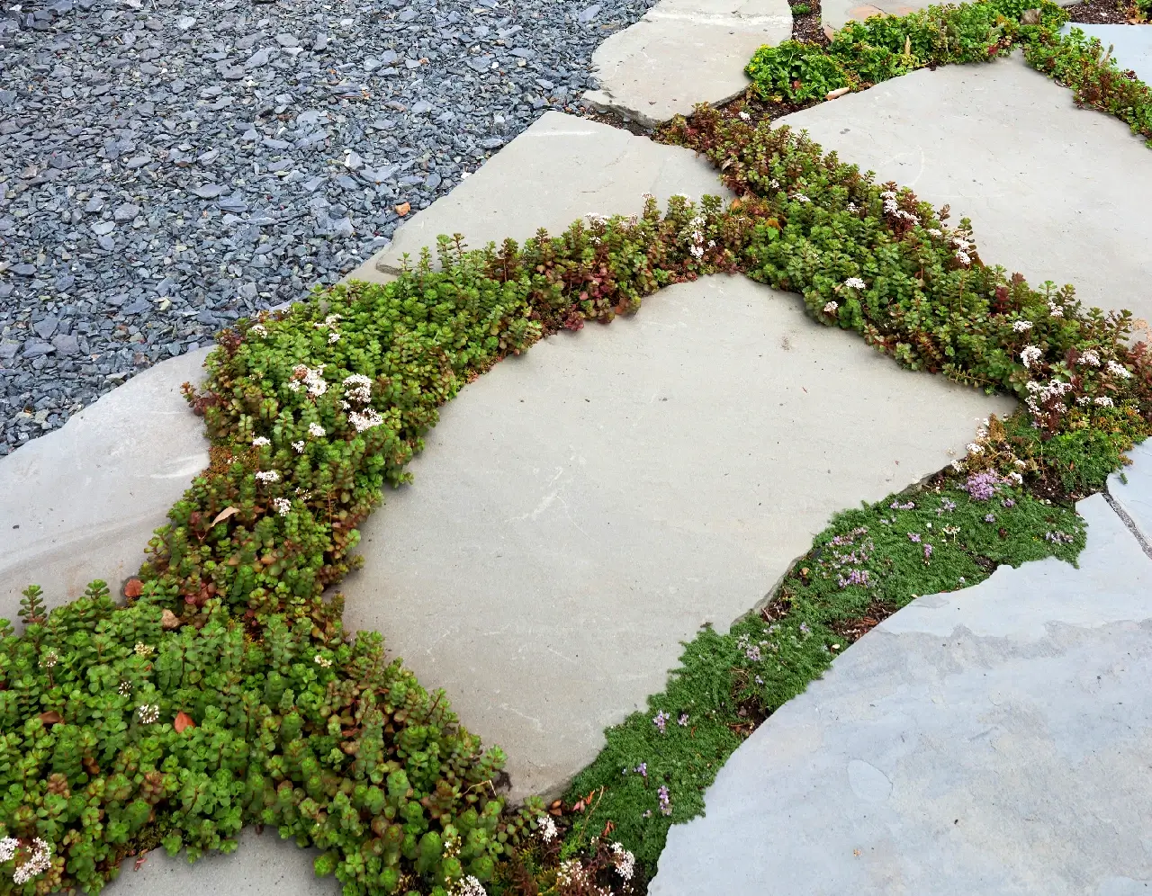 Patio surrounded by decorative moss in between