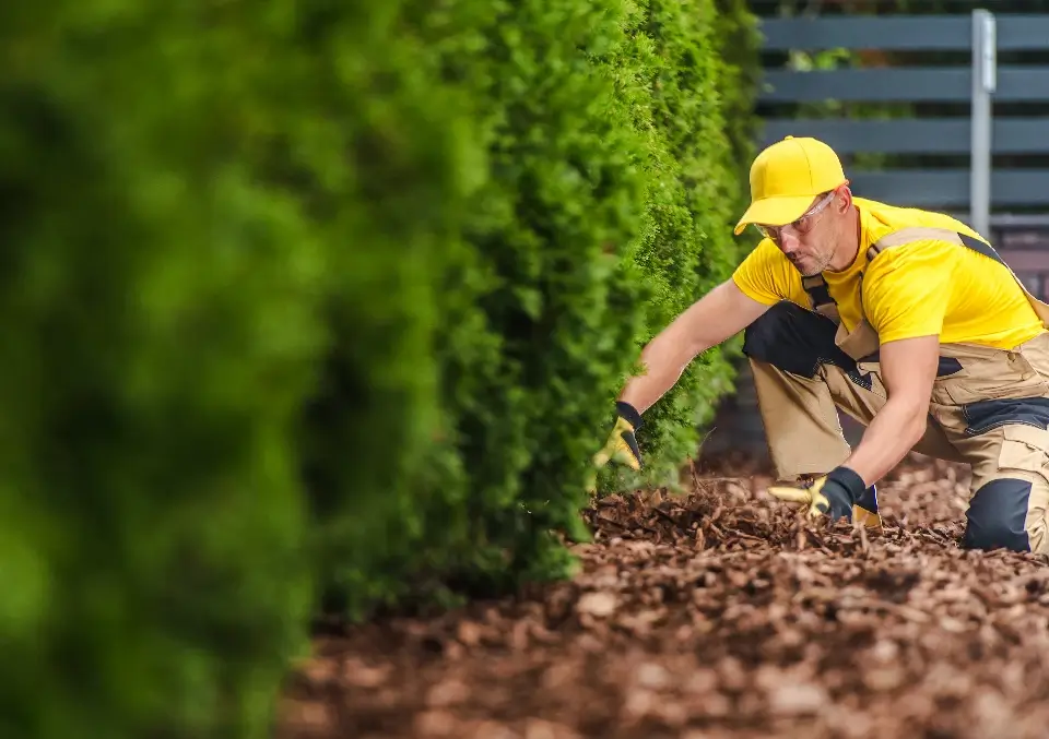 Professional Caucasian Gardener Taking Care of Garden Mulch Under a Row of Thujas Planted Along the Fence.