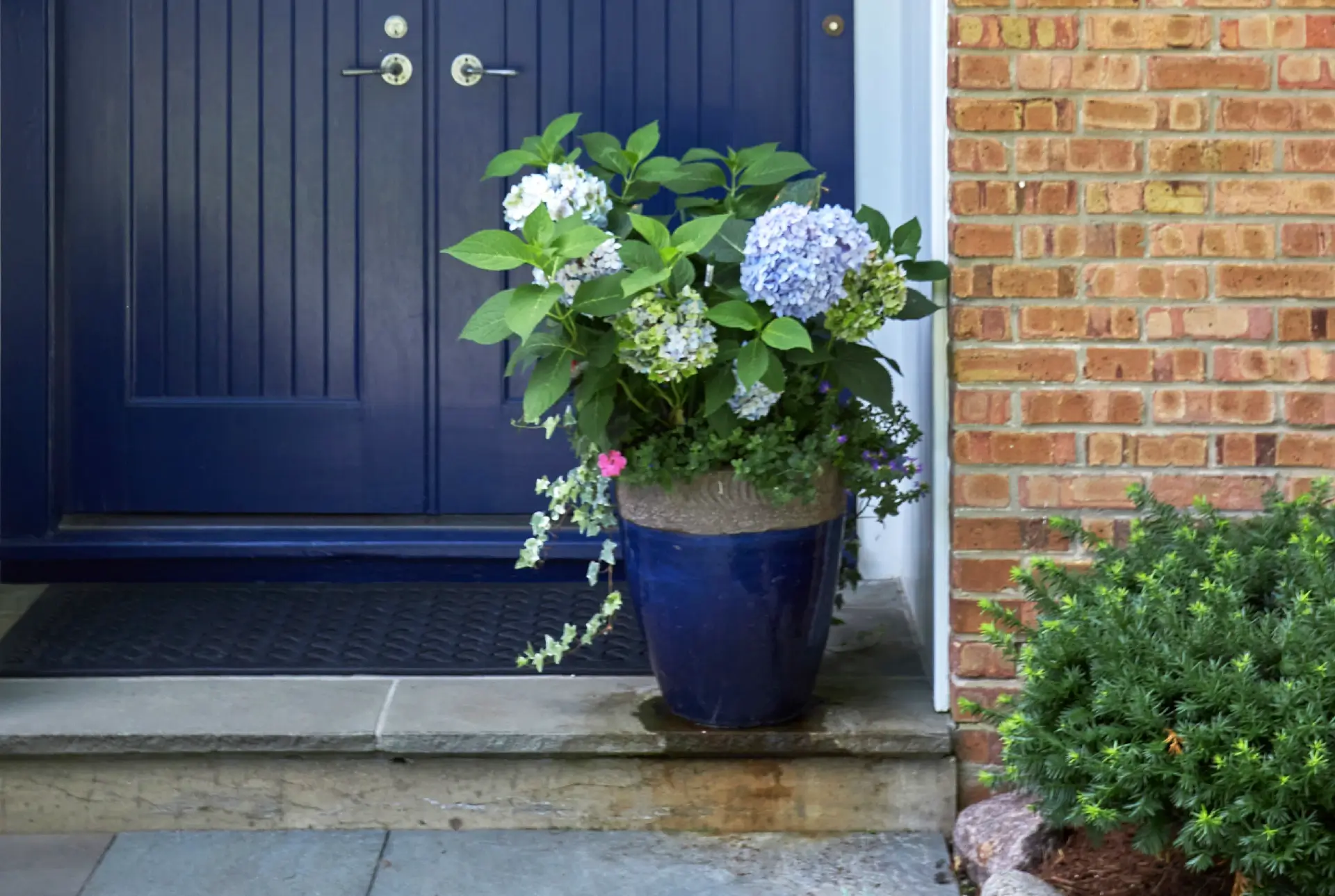 Stately plant in pot in front of navy blue door