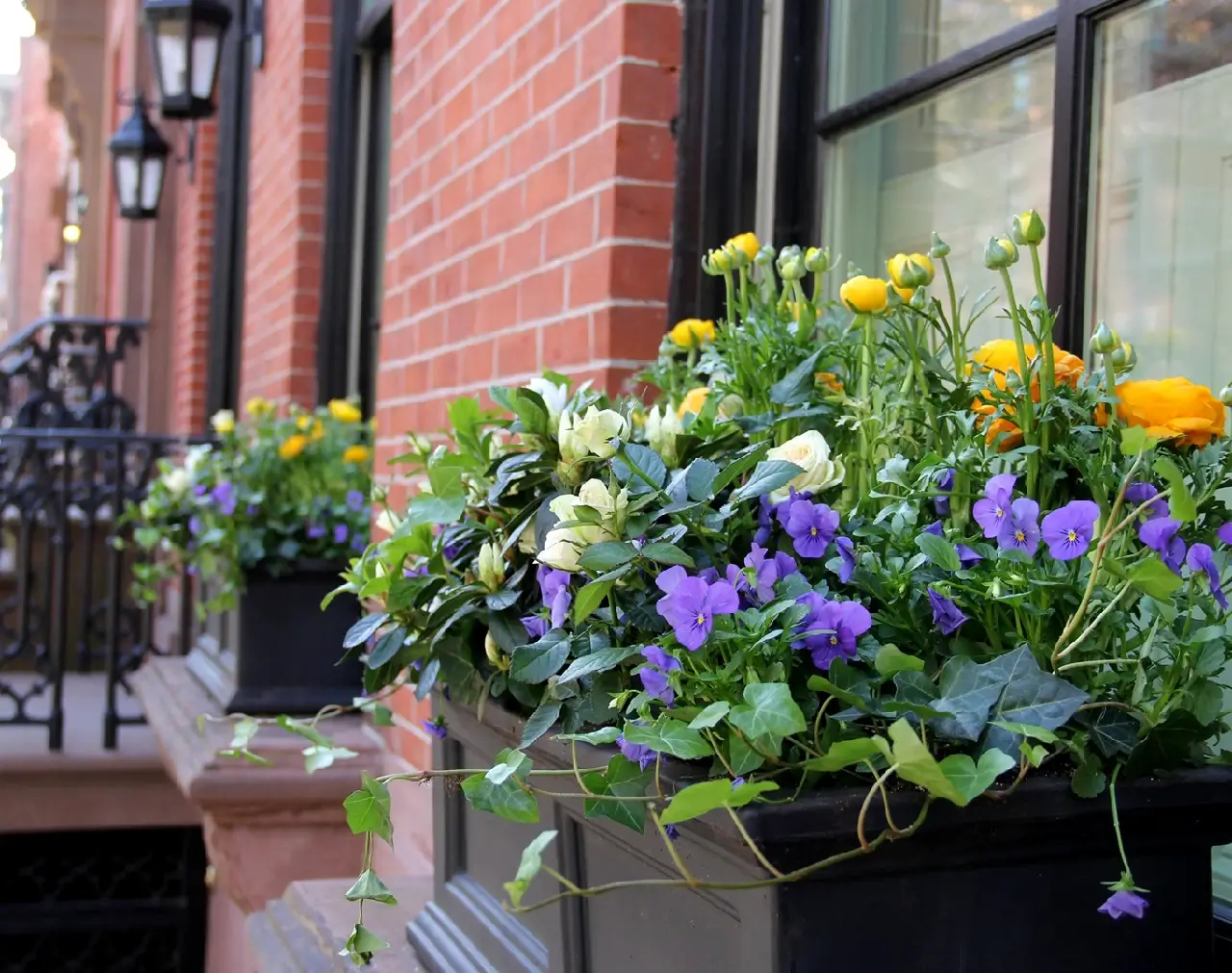 Mixed color flowers in metal containers on either side of window