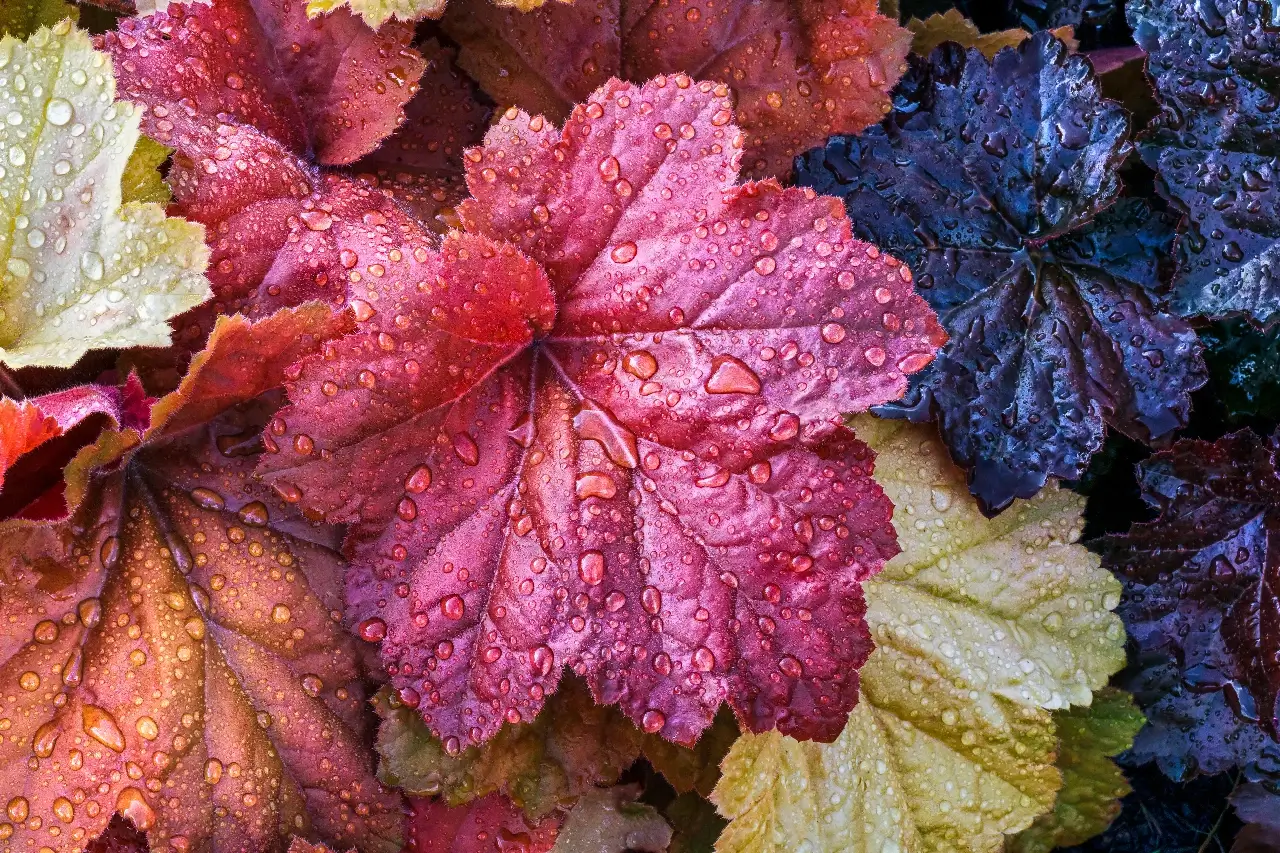 Colorful heuchera or coral bells leaves are wet with raindrops in the perennial garden.