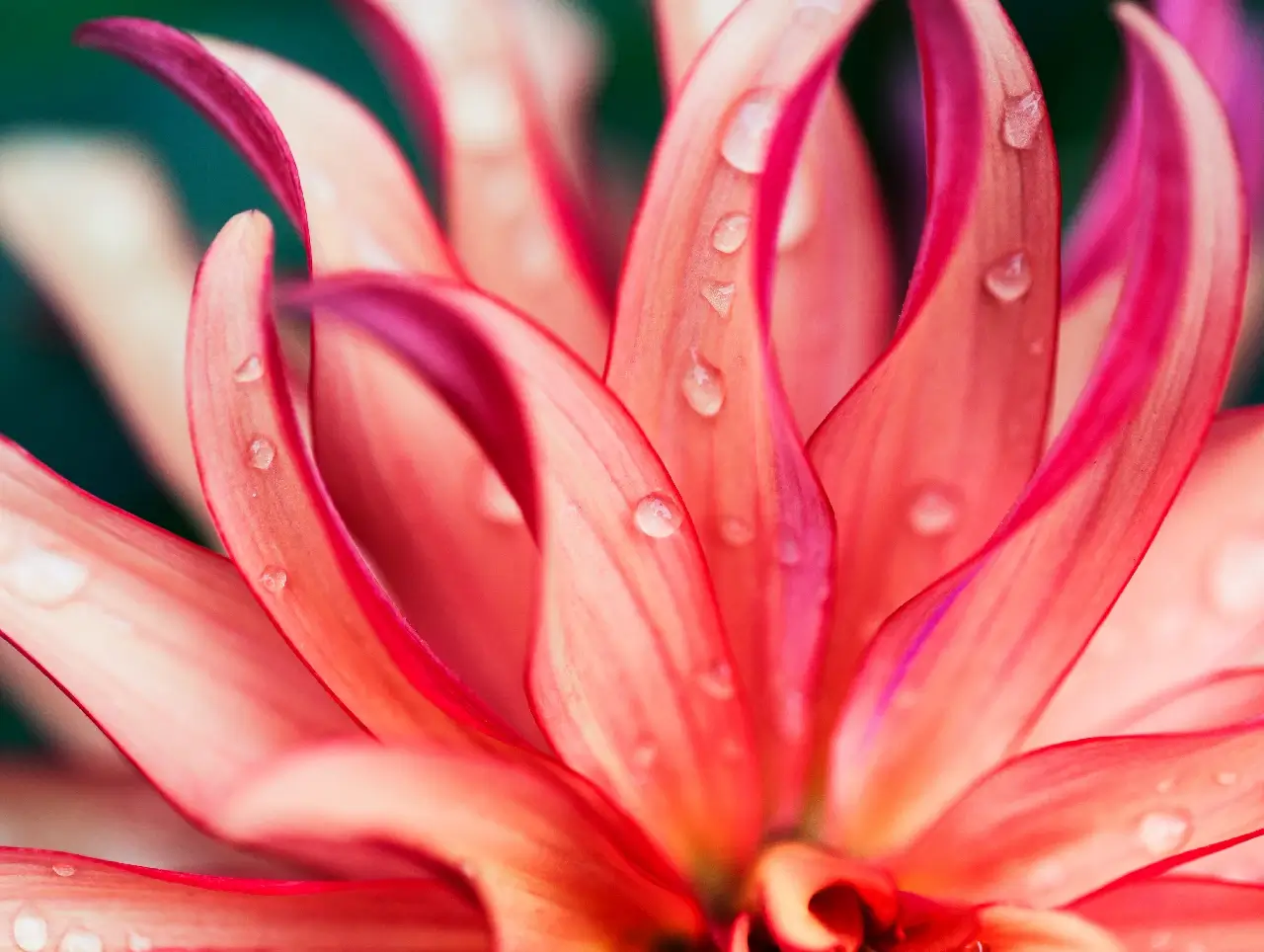Macro photo of petals - pink flower closeup shot