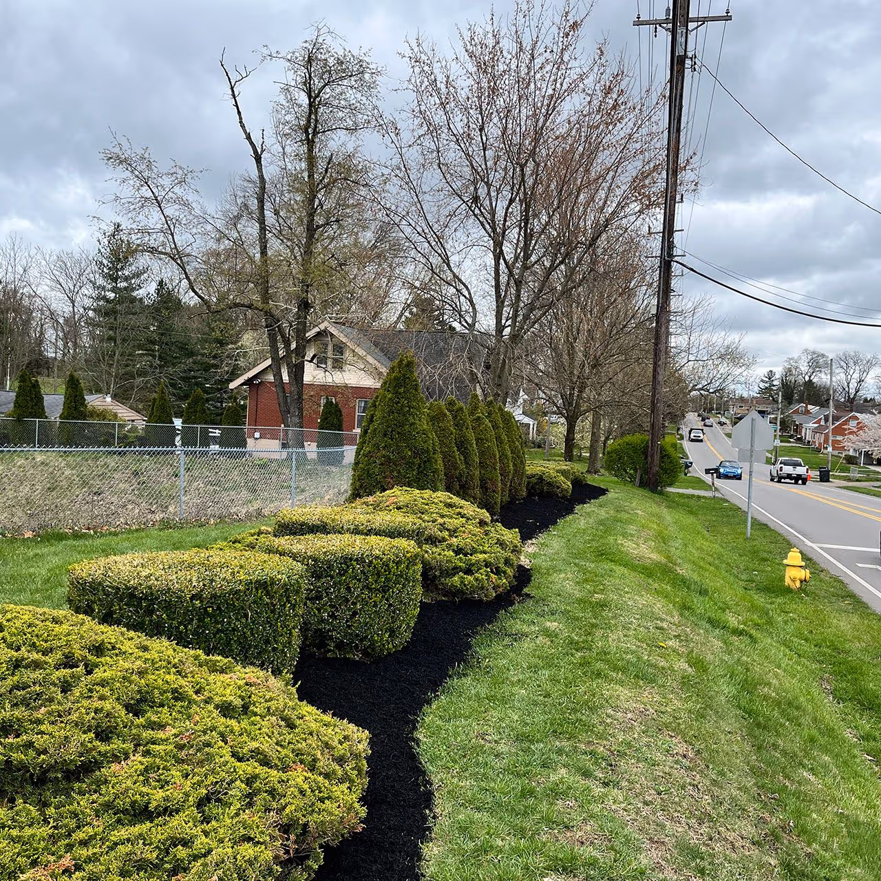 Professional shrub and hedge trimming near me