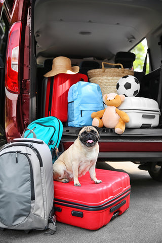 What to pack for your dog for a trip