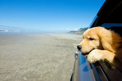 Dog hanging out the window