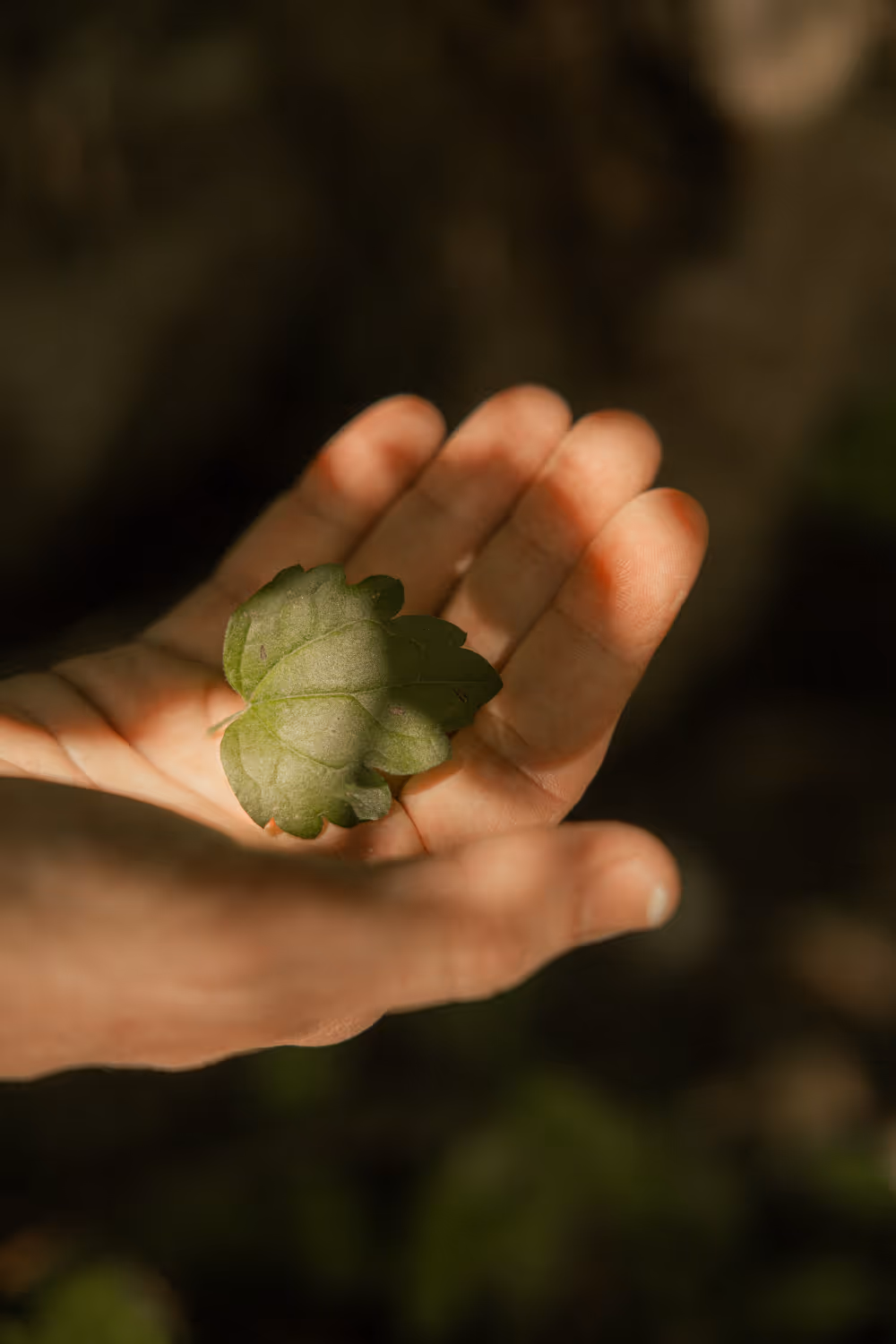 Ein Blatt liegt auf einer Handfläche