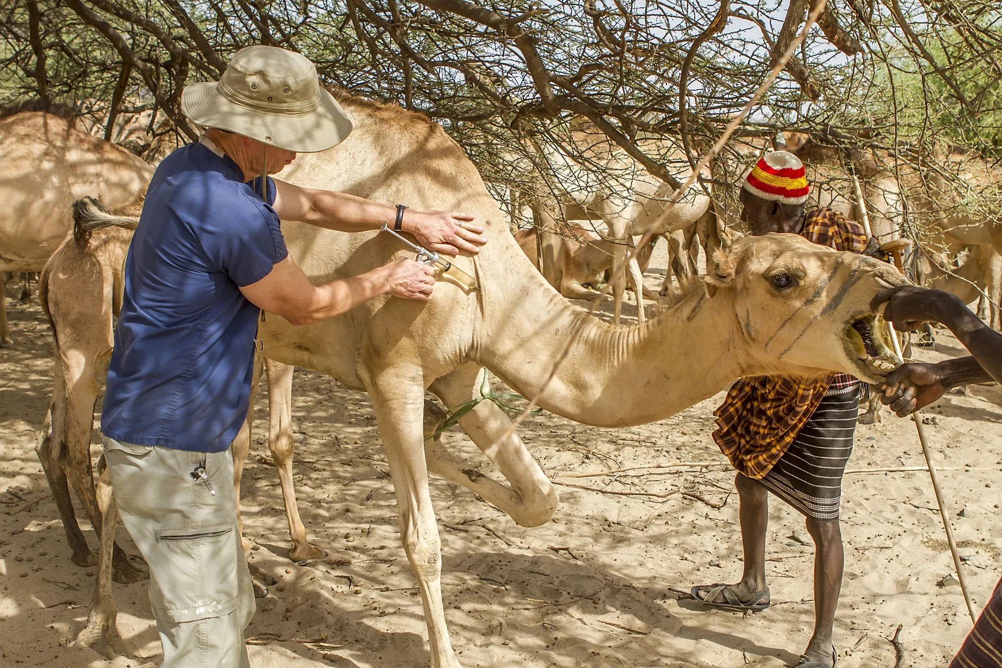 A man in a blue shirt and hat vaccinating a camel while another person holds the camel's open mouth under a tree in a sandy area.