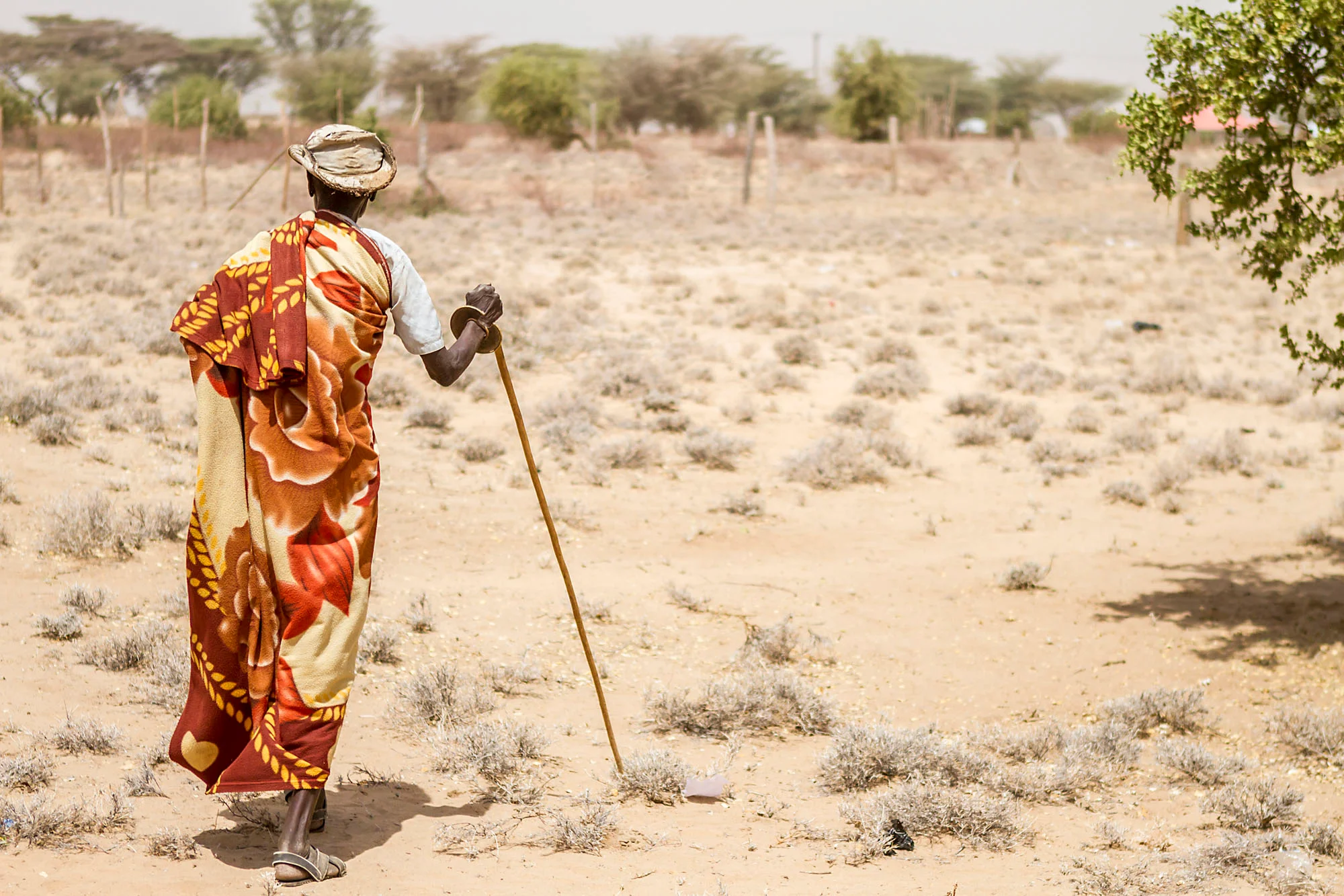 Elderly person wrapped in a patterned blanket walking with a wooden stick across a dry, sparse landscape.