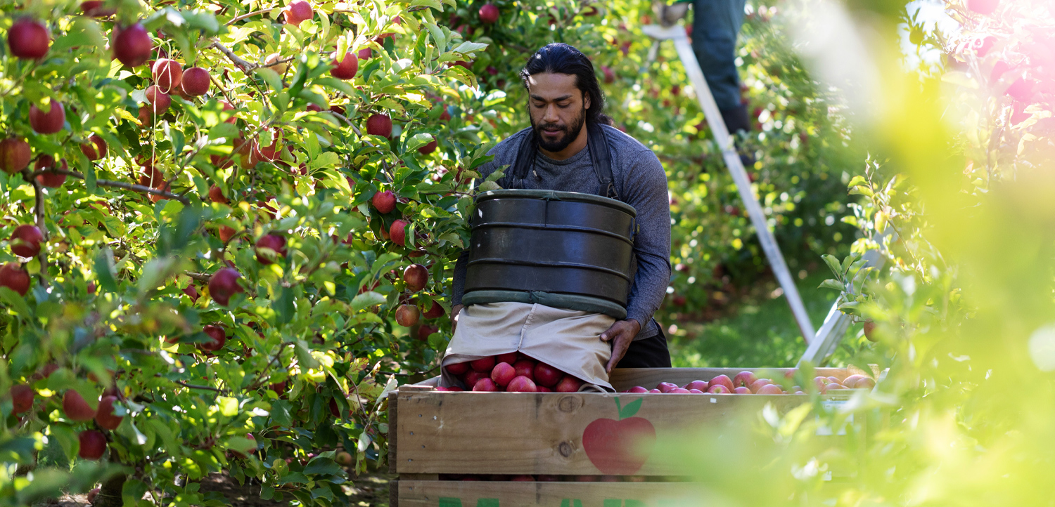 A person picks red apples from a tree and places them into a large crate in an orchard, with another worker on a ladder in the background.