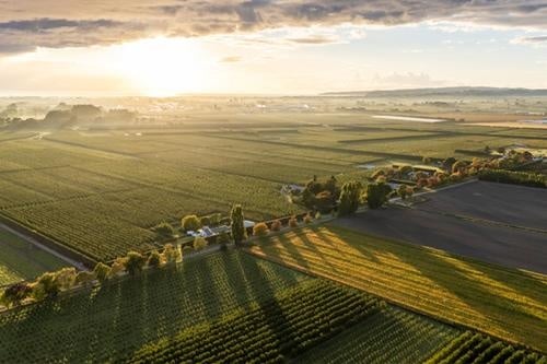 Aerial view of expansive farmland at sunrise or sunset, showing fields, rows of crops, and scattered trees casting long shadows.
