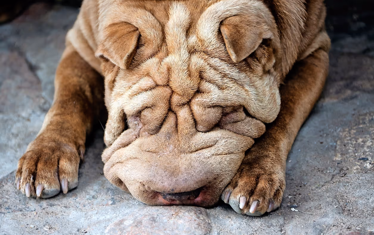 Foto von Hund mit Hautstörung