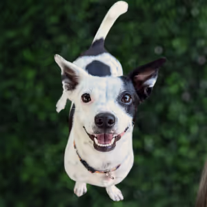 Happy black and white dog looking up while standing on green grass.