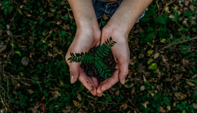 Pair of hands holding soil with a small green plant sprouting amid a blurred forest floor background.