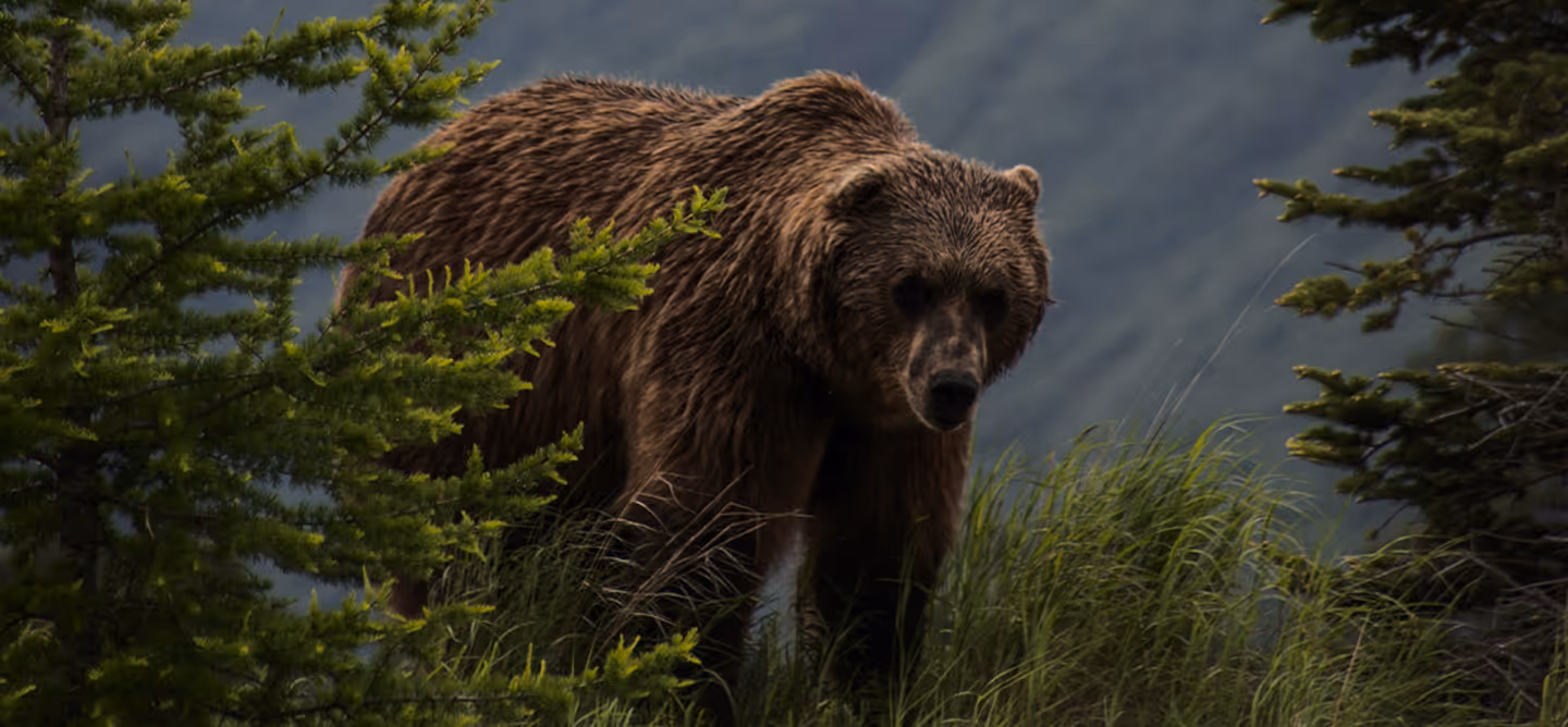 Brown bear standing in tall grass surrounded by pine trees in a forested mountainous area.