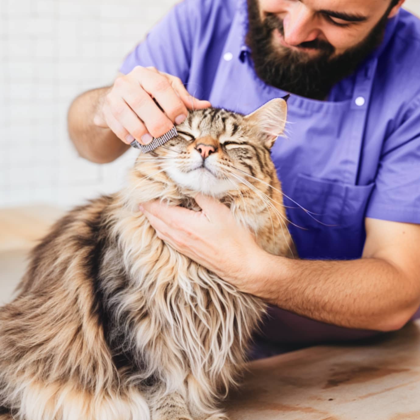 Spotting skin issues during grooming: What to look for
