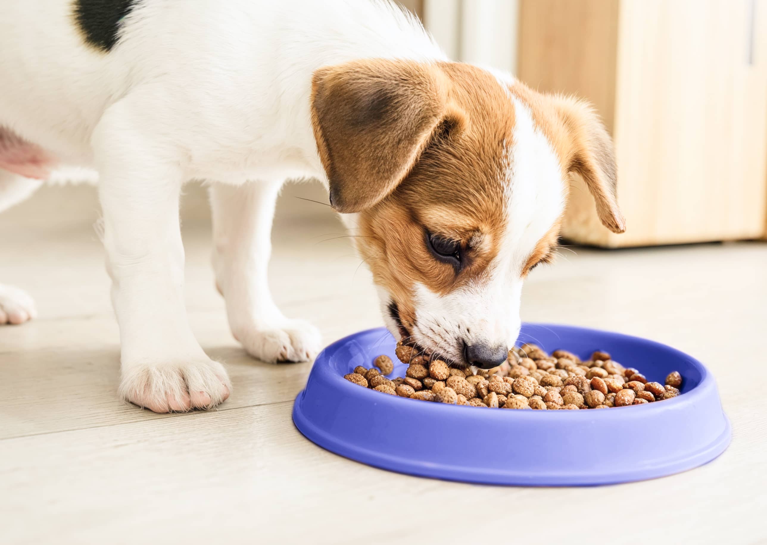 What are your favorite nutrients in your pet's food?