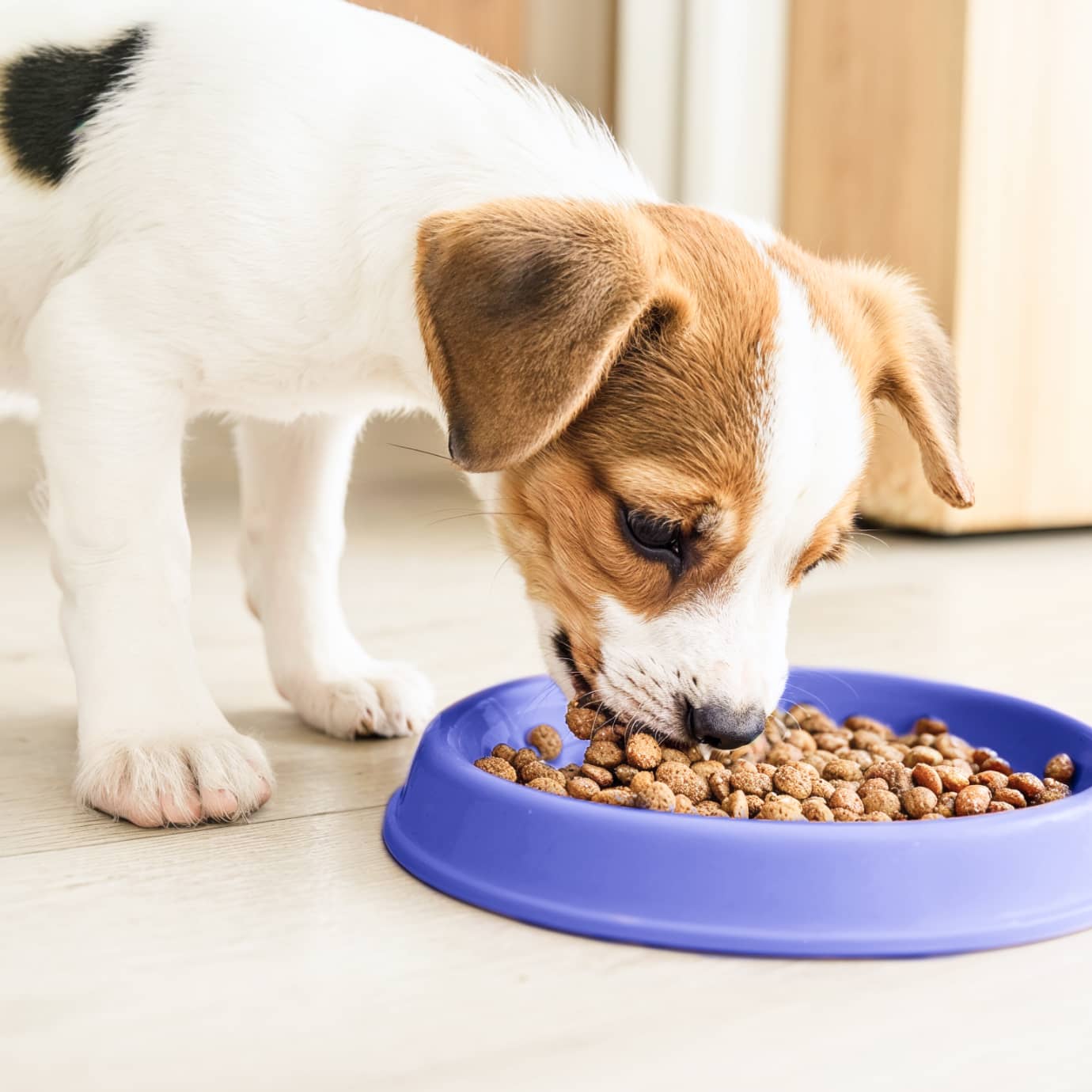 What are your favorite nutrients in your pet's food?