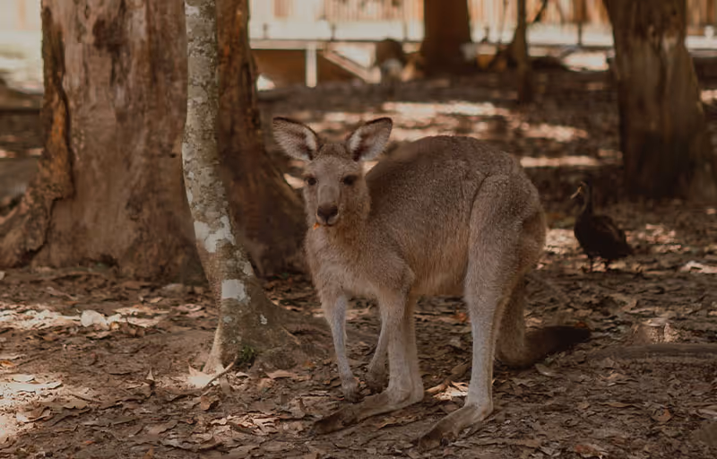 kangaroo taking shade in a sunshine coast hinterland park