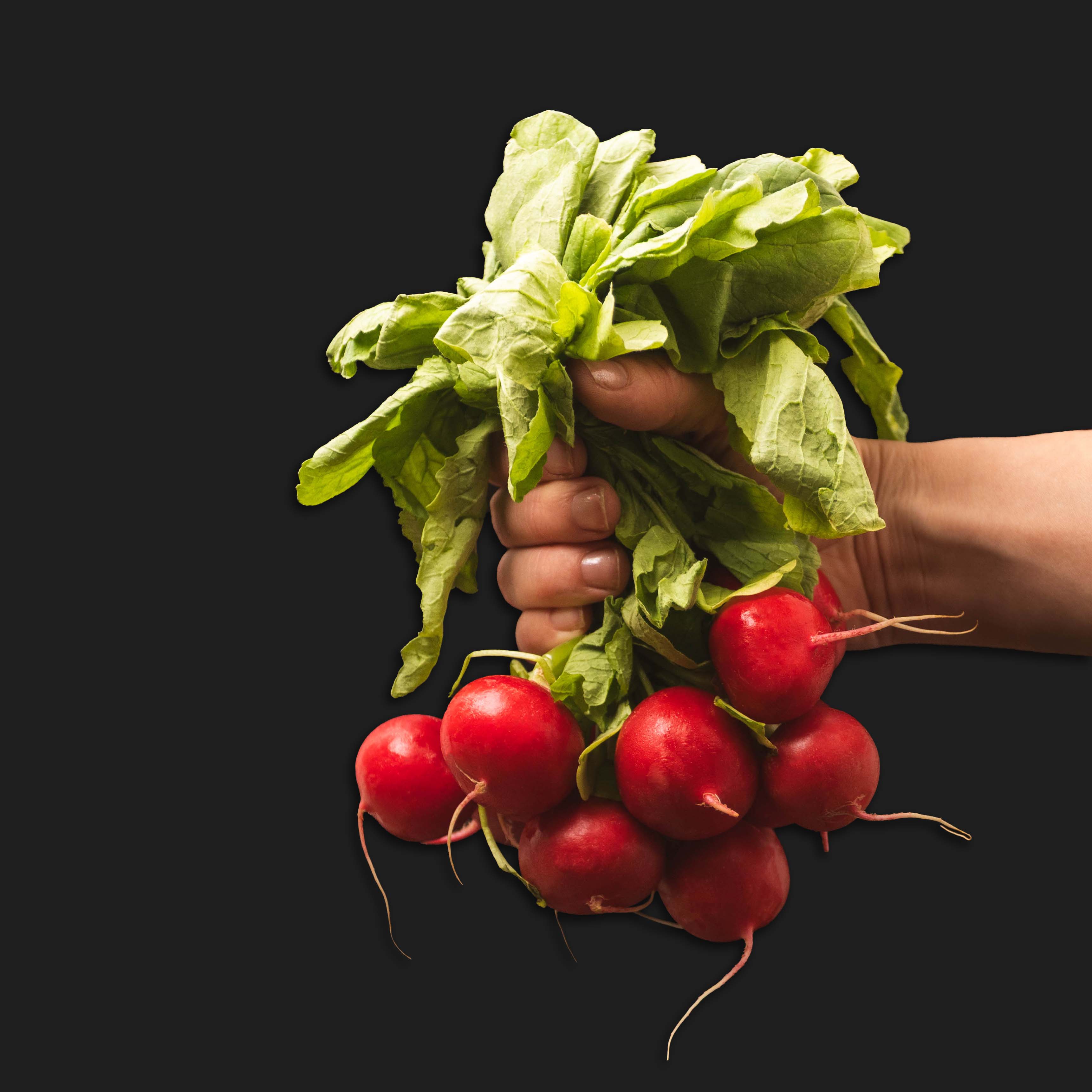 Hand hält einen Bund frischer, roter Radieschen mit grünen Blättern vor schwarzem Hintergrund.