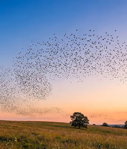 Large flock of birds flying over a grassy field with a tree at sunset.