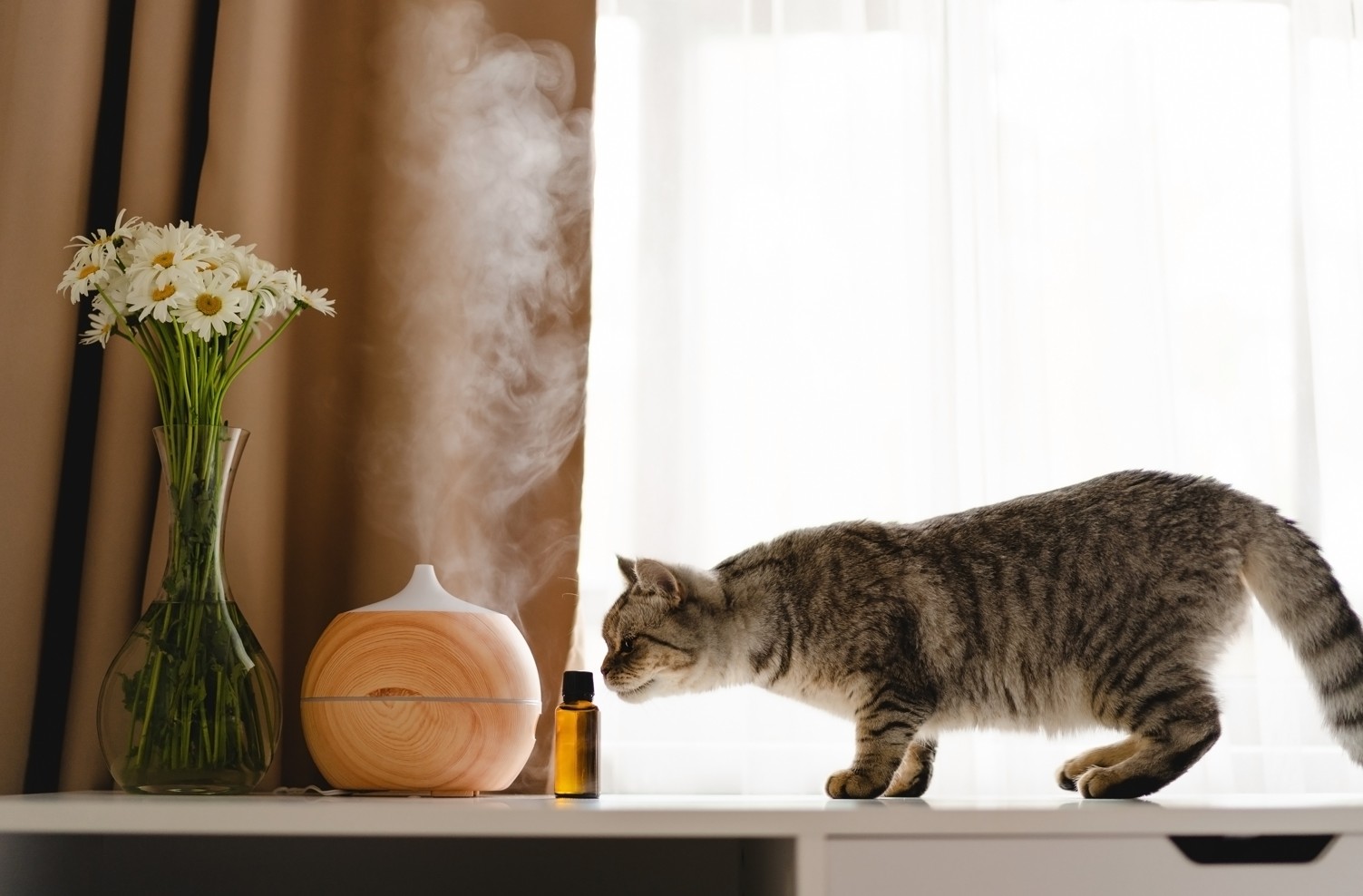Eine graue gestreifte Katze, die auf einem weißen Tisch neben einer Duftlampe mit Dampf und einer Vase mit weißen Blumen schnuppert.