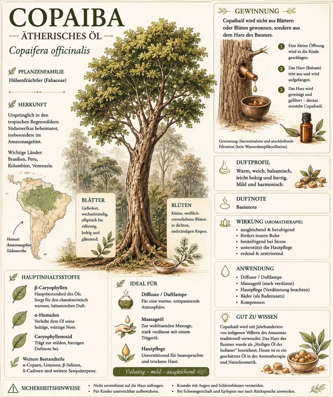 Botanische Illustration des Copaibabaums (Copaifera officinalis) mit Informationen zu Herkunft, Harzgewinnung, Duftprofil und den wichtigsten Inhaltsstoffen des ätherischen Copaibaöls.