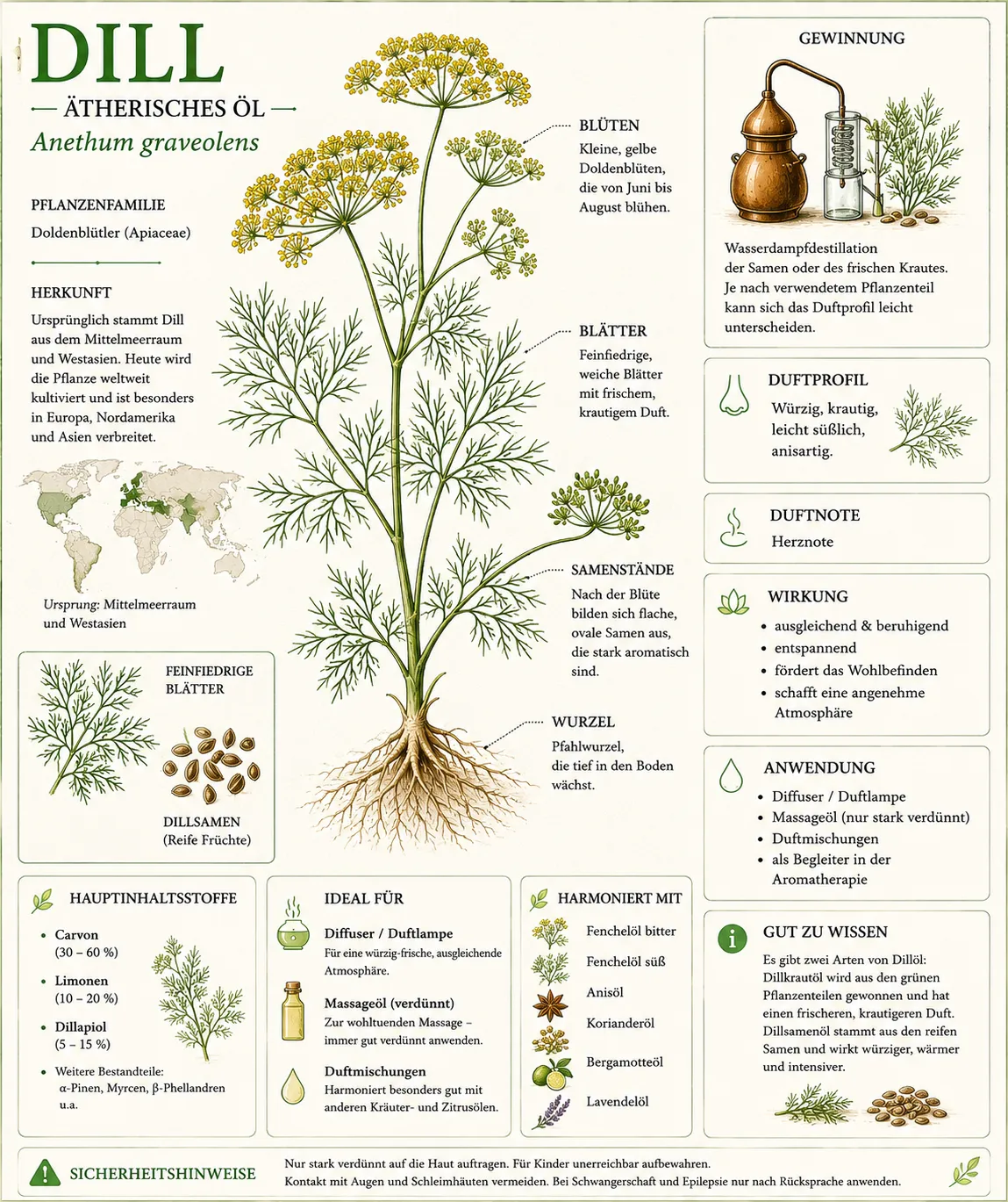 Botanische Illustration der Dillpflanze (Anethum graveolens) mit Informationen zu Herkunft, Gewinnung, Duftprofil und den wichtigsten Eigenschaften des ätherischen Dillöls.
