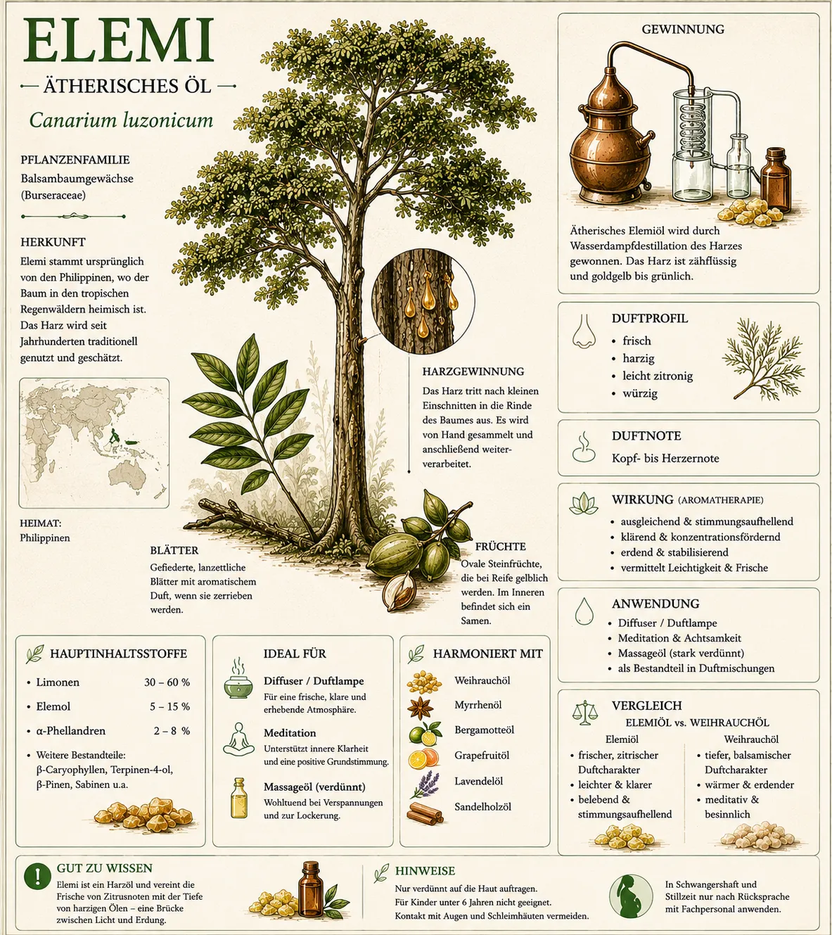 Botanische Illustration des Elemi-Baums (Canarium luzonicum) mit Informationen zu Herkunft, Harzgewinnung, Duftprofil und den wichtigsten Eigenschaften des ätherischen Elemiöls.