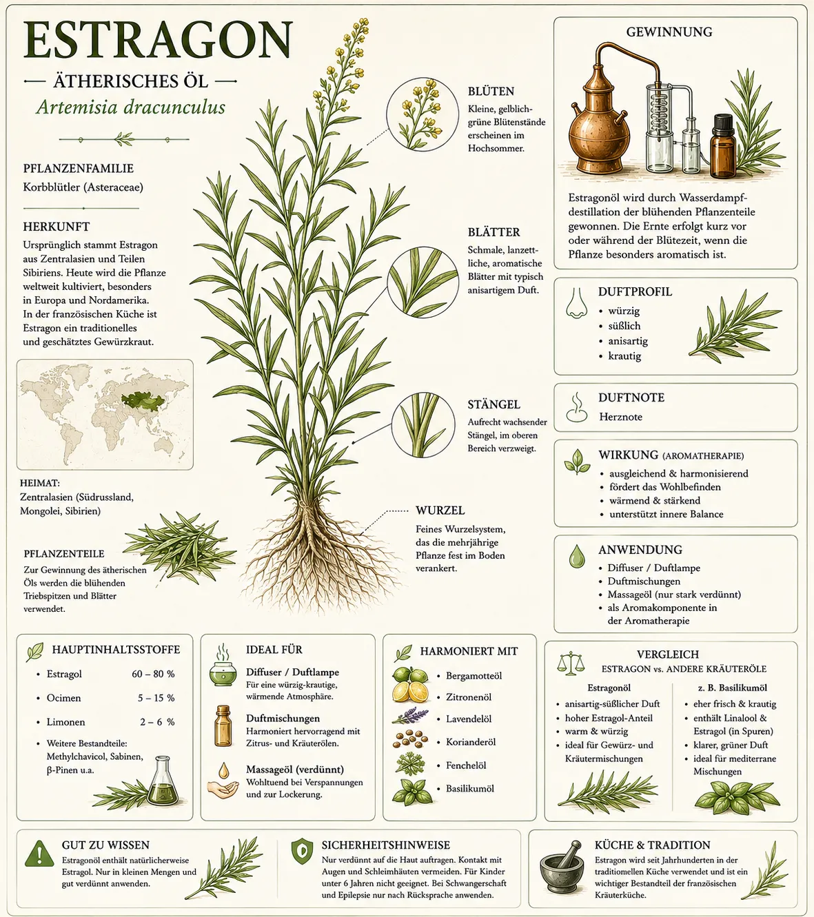 Botanische Illustration des Estragons (Artemisia dracunculus) mit Informationen zu Herkunft, Gewinnung, Duftprofil und den wichtigsten Eigenschaften des ätherischen Estragonöls.