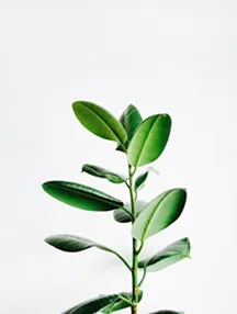 Close-up of a small green plant with several oval leaves against a white background.