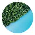Aerial view of dense green forest bordering a vibrant turquoise body of water.