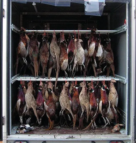 Multiple pheasants hanging by their necks inside a storage or transport box arranged in two rows.