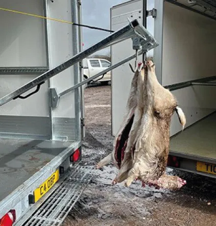 Skinned carcass of a large animal hanging by hooks from a metal frame between two open truck trailers.