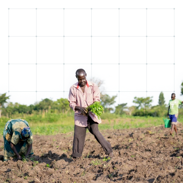 Three people working in a field harvesting crops under a clear sky, with one person holding a bunch of greens.