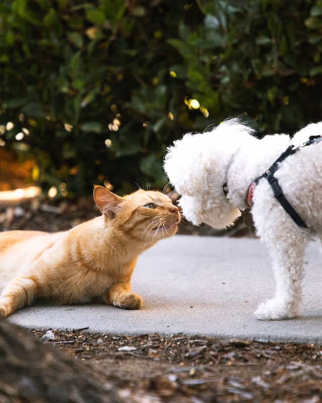 Eine orangefarbene Katze liegt auf dem Boden und schnuppert an einem kleinen weißen Hund mit Locken und schwarzem Geschirr.