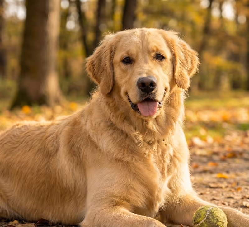 Goldener Retriever liegt im Herbstlaub und hält einen Tennisball mit der Vorderpfote.