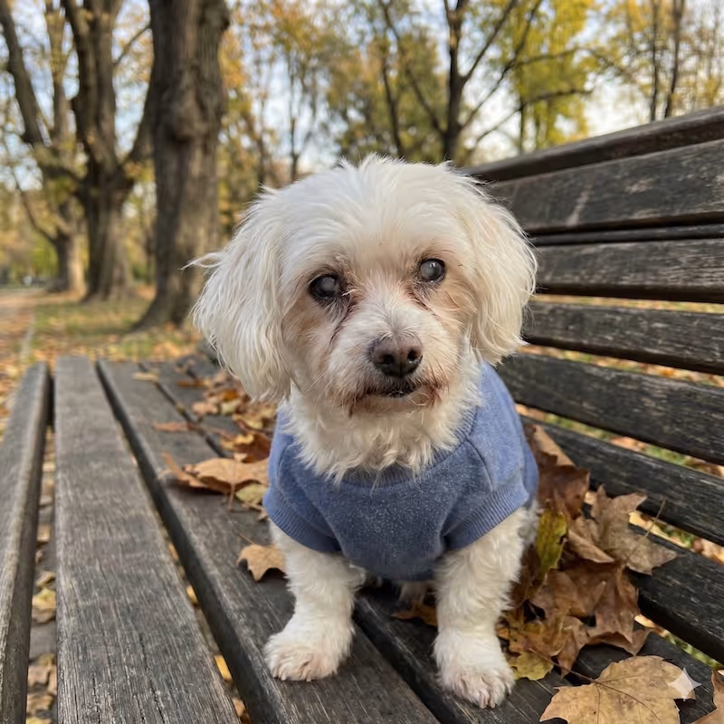 Älterer weißer Malteser-Hund mit blauem Pullover sitzt auf einer Parkbank mit Herbstlaub.