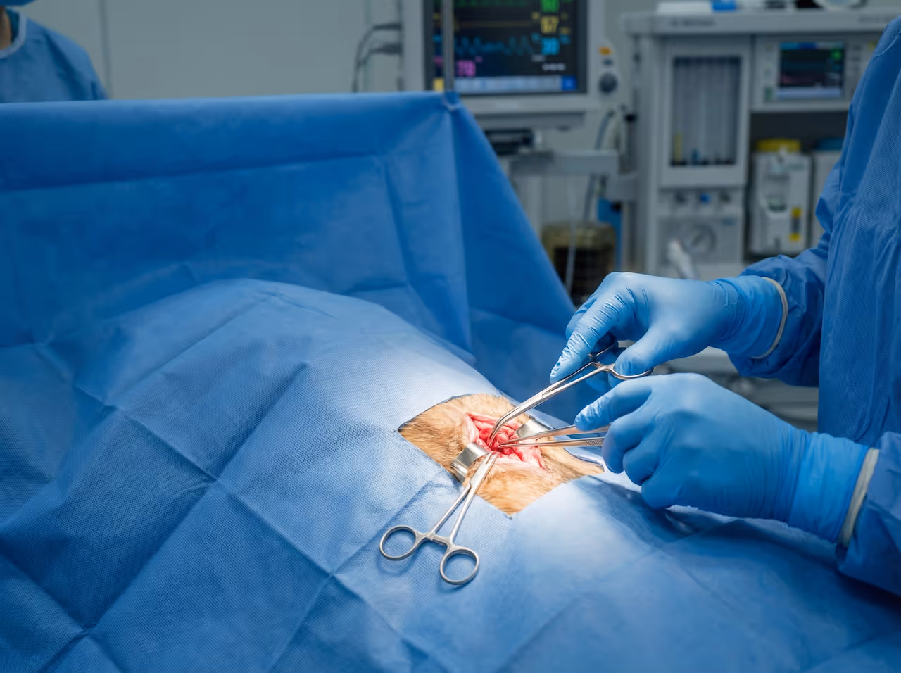 Chirurg führt Operation an einem Tier durch, umgeben von blauen sterilen Tüchern und medizinischem Gerät.