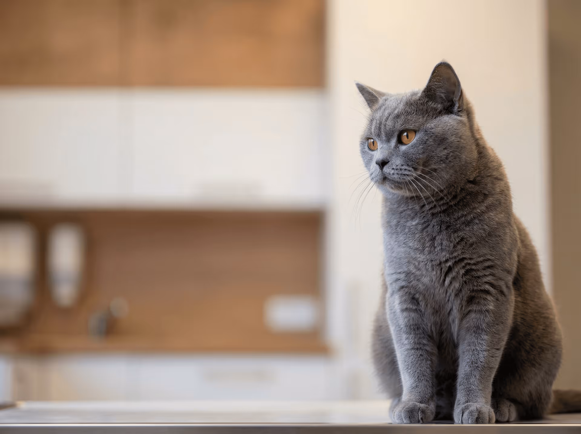 Graue Katze mit gelben Augen sitzt auf einer Küchenarbeitsplatte vor unscharfen weißen Schränken.