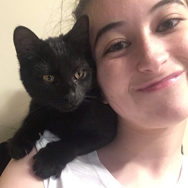 Bombay cats for sale