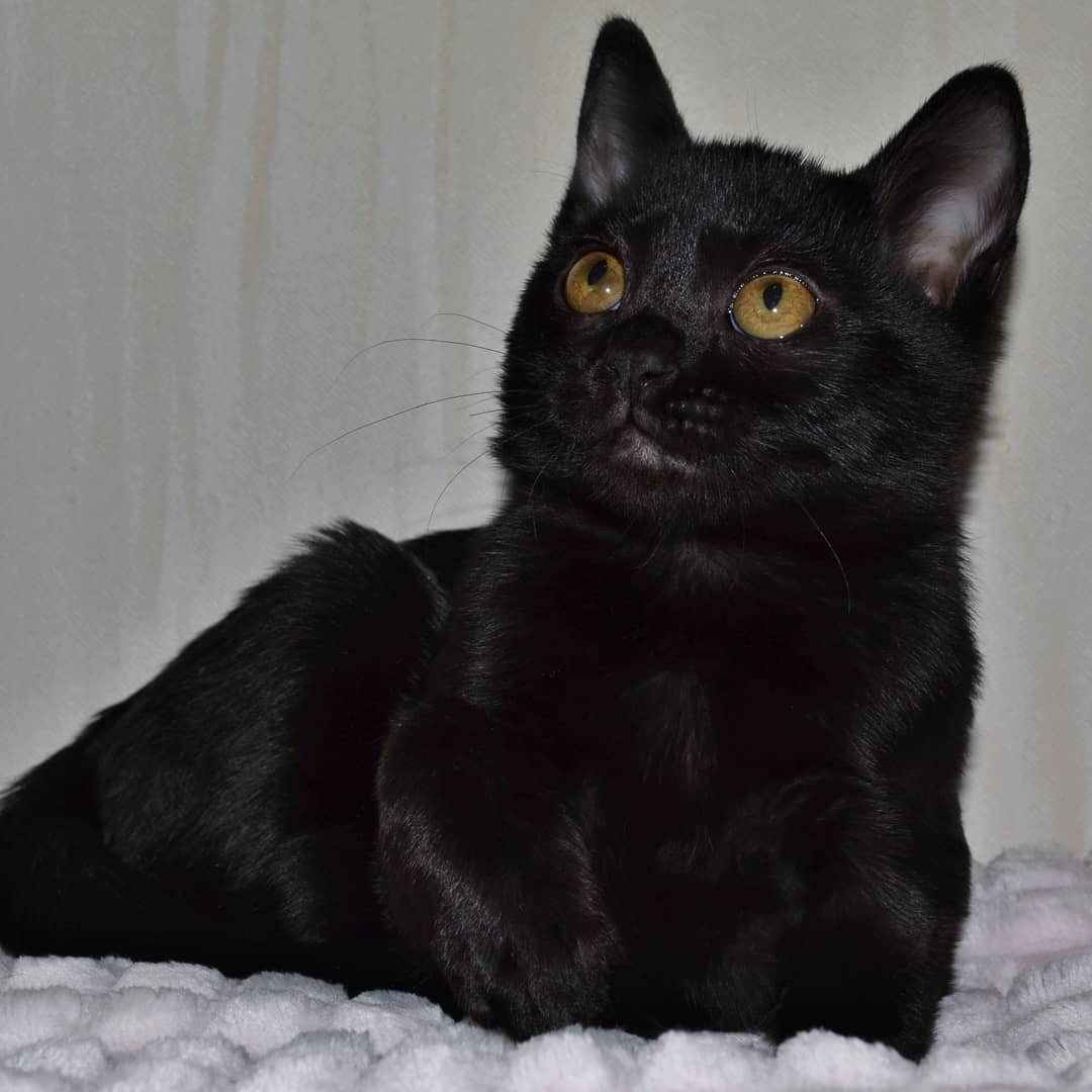 Bombay  kittens for sale washington state