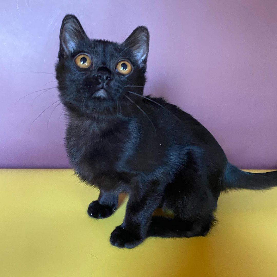 Bombay  kittens for sale washington state