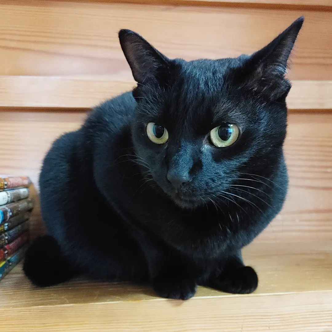 Black Bombay  kittens for sale