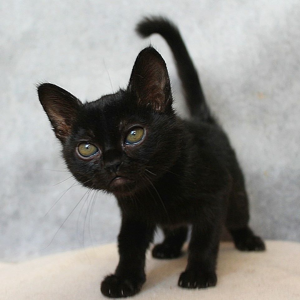 Bombay  kittens for sale washington state