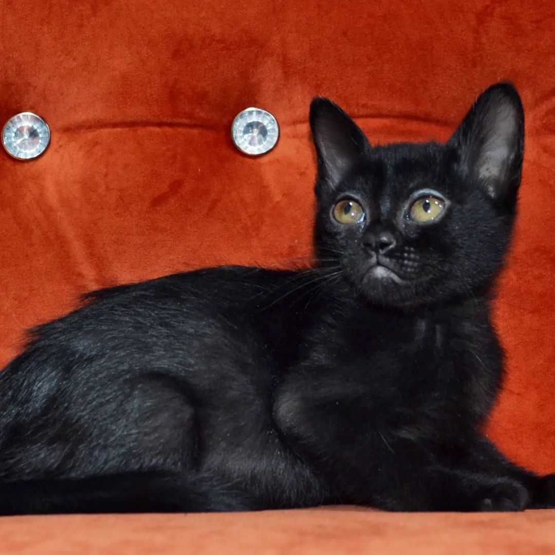 Bombay  kittens for sale washington state