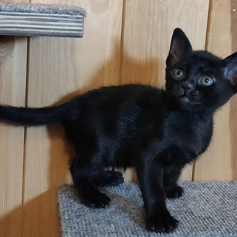 Bombay  kittens for sale washington state