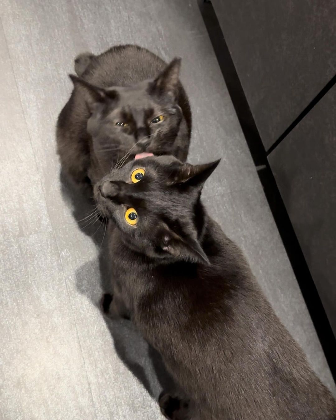 Black Bombay  kittens for sale washington state