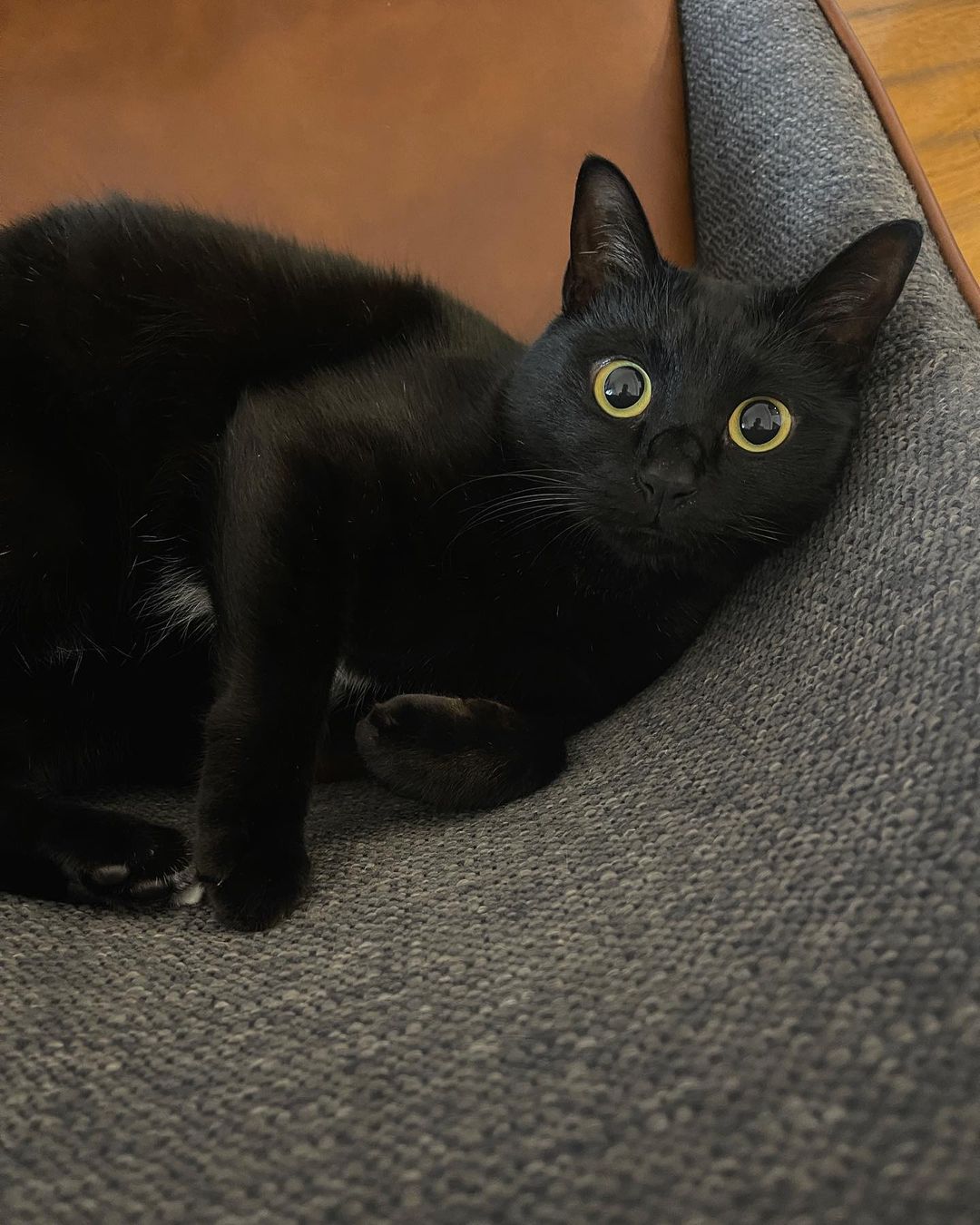 Black Bombay  kittens for sale